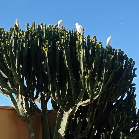 דירה Arena Blanca קוסטה קלמה