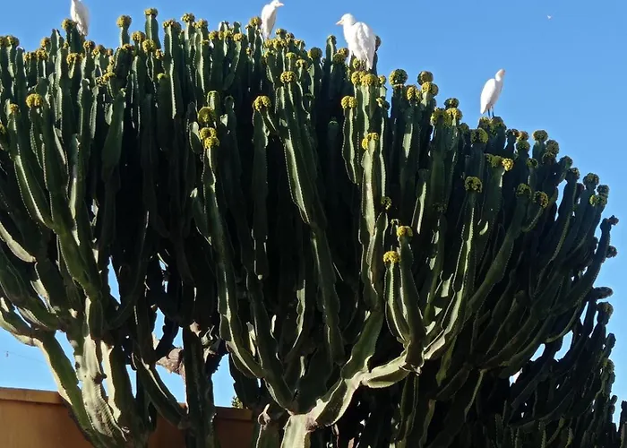 Апартаменты Arena Blanca Коста Калма